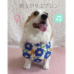 コーギー（♀）雨上がりエプロン＊北欧・青