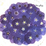 ♡人気作品♡ 作家様必見！ 落ち着いた大人カラー♡フロックス押し花セット