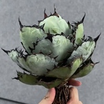 多肉植物 韓国苗交配種 エケベリア 超美苗 　レア種 3株入り　2-4cm 