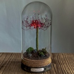 カクリヨノシルベ/隠世の標　彼岸花　ヒガンバナ　ディップアート　ギフト　贈り物　誕生日　植物ライト　仏花