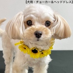 【犬用】犬チョーカー　ひまわり　犬ヘッドドレス　犬リボン　犬誕生日　トリミング