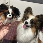 あなたのペットをストラップに！（パピヨン）専用