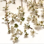 ＊ユキヤナギ(雪柳)ドライフラワー＊