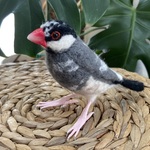 SH様　オーダー品　羊毛フェルト　桜文鳥