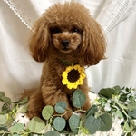 ひまわり🌻のペンダント/ペット用（犬・猫）向日葵🌻