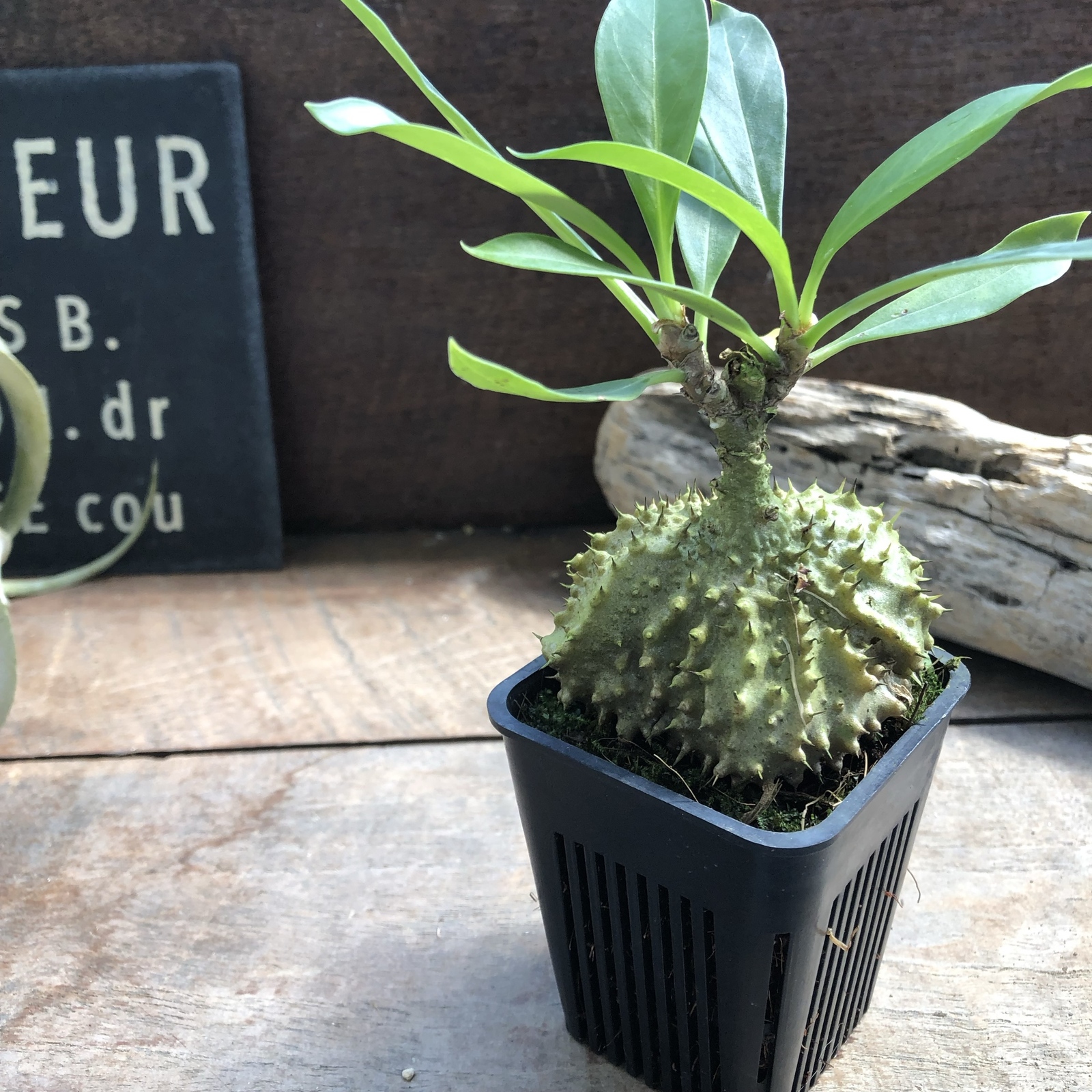 アリ植物『Myrmecodia tuberosa 