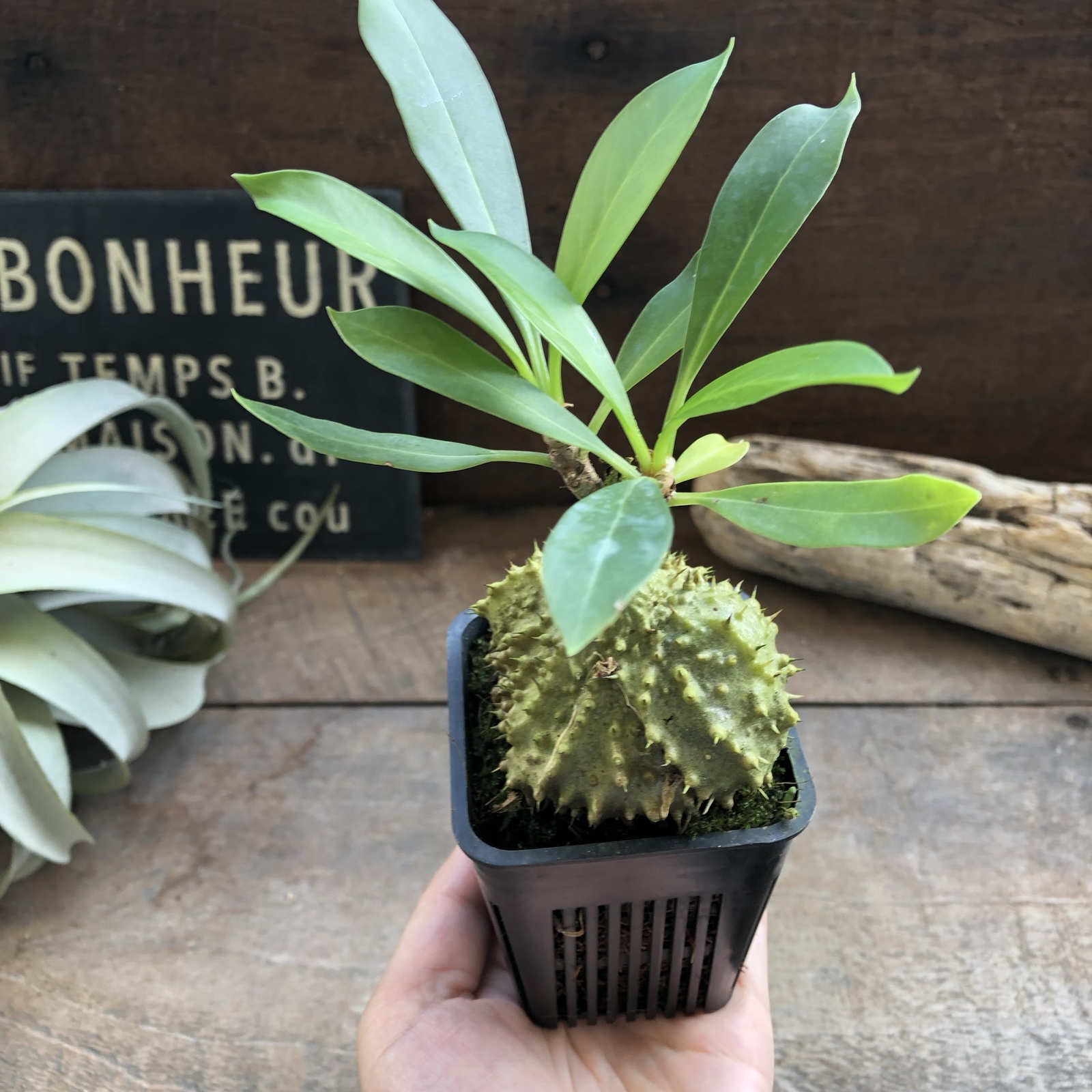 アリ植物　Myrmecodia tuberosa papuana 板付 アリ植物 Myrmecodia tuberosa papuana - メルカリ