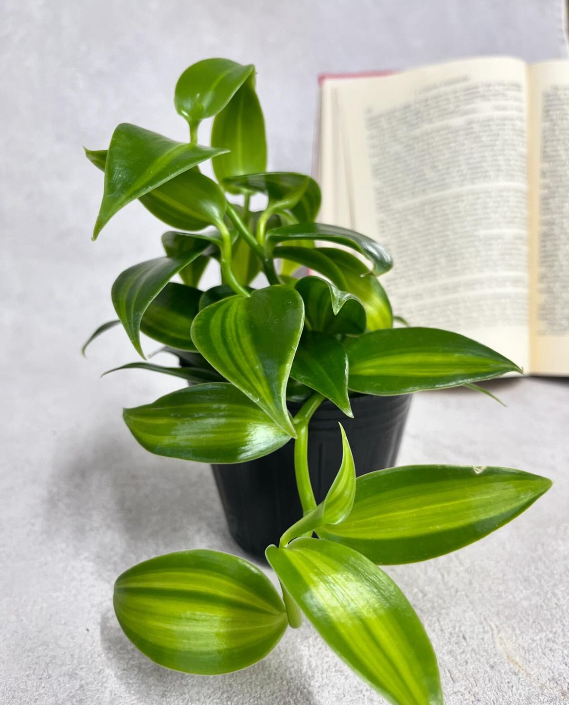 バニラ 観葉植物♡苗 美しい斑入り バニラビーンズ ラン - Le petit