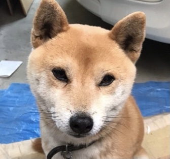 羊毛フェルト[オーダーメイド]うちの子オーダー✴︎犬✴︎柴犬