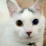 ＜ひよこ様専用ご注文画面＞ステンレス製ネックレスチェーンセット