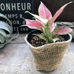 アグラオネマ♡ロッソ♡観葉植物♡幸せを招く宝石♡