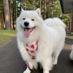 大型犬　クールエプロン　🍓ボーダー