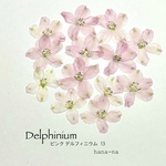 🌸ピンク  デルフィニウム 13  ＊ 押し花