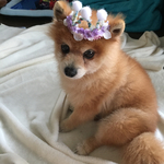 犬用フラワーティアラ（小型犬用）「妖精ワンコ」