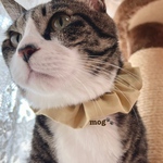 Simple series*°HONEY猫シュシュ首輪