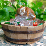 夏リス 〜氷リス編〜