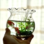 【第一夜8/10☆金魚夜祭】実物大！金魚鉢（お写真のものをお届け）※金魚鉢のふちはご希望のお色をお付けします♪