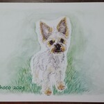 【pon182様オーダー品】愛犬イラスト