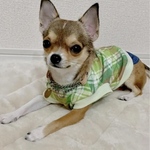 【犬服セミオーダー】パピー犬服小型犬服ロング犬服中型犬服  マドラスチェック犬服スカート＆重ね着風