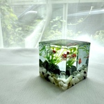 【第七夜8/16☆金魚夜祭】 CUBE水槽⭐︎4cm