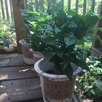 «お洒落♡»コーヒーの木☆観葉植物♪