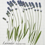 🌿Herb  イングリッシュラベンダー  15本　＊ 押し花