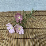 f様オーダー品　　ちりめん細工:コスモス(2)