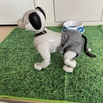 フォーマルおぱんつ(単品)