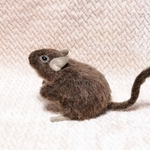 ぬいデグ ★ デグーのぬいぐるみ