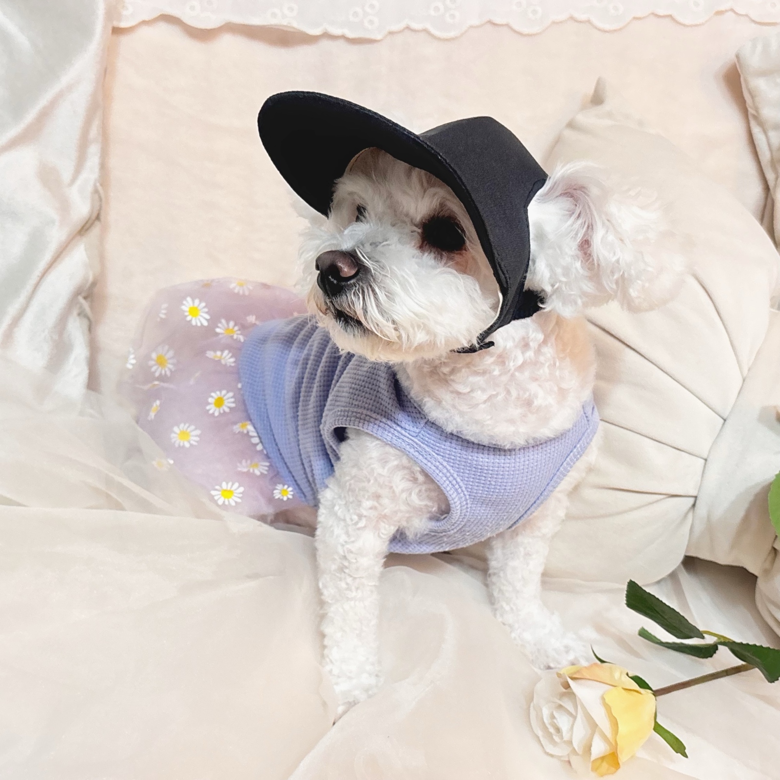 ALL SEASONS Collection】わんちゃんの目や頭を守る犬用帽子 100