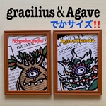 でかサイズ！2個セット★パキポディウムグラキリス★アガベチタノタ