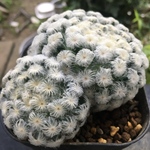 【激安】白星　サボテン　ハオルチア 良株　美株　多肉植物　観葉植物　高品質