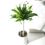 ●数量限定●新作●幸せの木・希少・空気浄化植物●”ドラセナ　コンパクタ　ドラゴン　ホワイトマットSlim鉢/受け皿セット"　観葉植物　インテリア　おしゃれ　スタイリッシュ　エコプラント