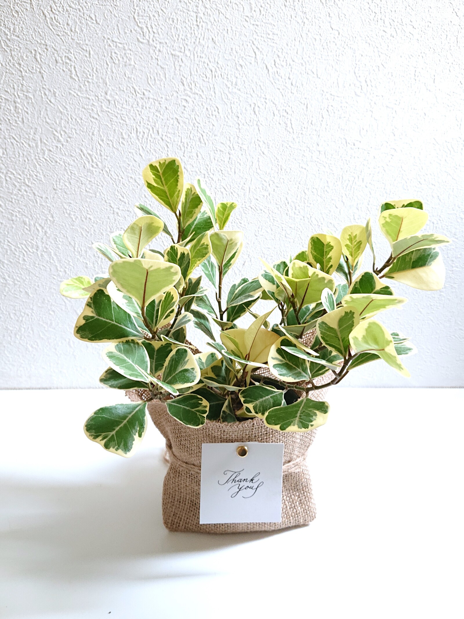 現品　アロエ　テヌイオール　陶器鉢　観葉植物　多肉植物　インテリアグリーン 現品 アロエ テヌイオール 陶器鉢 観葉植物 多肉植物 インテリア