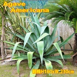 ✢from 九十九里浜✢南国リゾートAgave americana⑥子株 南国植物 アガベ No.6青の竜舌蘭（大型種）