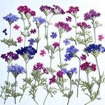 バーベナの押し花　#2