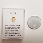 エリンギ　標本シリーズ otomenokai ミニチュア