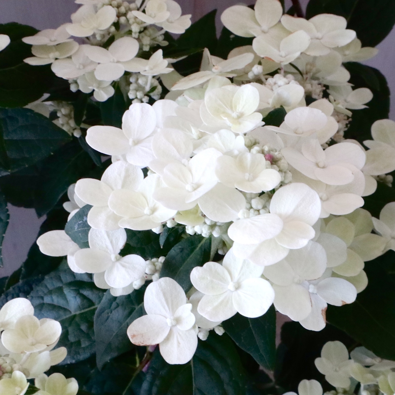 希少♡斑入り♡エバーフレッシュ♡ネムの木♡観葉植物