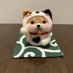 柴犬だるま（濃い赤柴）招き猫に変身〜😽