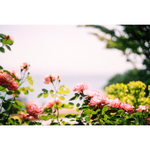 写真のある暮らし『優しい薔薇』柔らかなフィルム写真