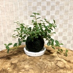 蔓性ガジュマル　フィカス　シャングリラ　苔玉　受け皿付き　観葉植物