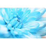 再販『Blue flower』パステル調のゆるふわ写真