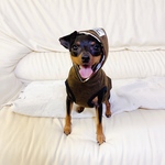 わんこ　タンクベスト(モデル着用品)