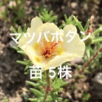 マツバボタン 20株 ポット苗  松葉牡丹 多肉植物