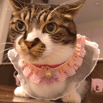 チェックのフリフリチョーカー ピンク