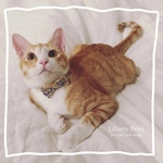 〈新作〉 猫 首輪 リボン イエロー 花柄 リバティプリント×Phoebe