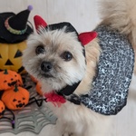 セール品＊完成品　（S）ハロウィン　コスプレ　悪魔くん　悪魔ちゃん　被り物　冠