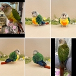 鳥さんのうちの子ぽんぽん（大きいサイズ）　　　　　インコ オカメインコ アキクサインコ コザクラインコ マメルリハ ボタンインコ サザナミインコ シロハラインコ　ウロコインコ オキナインコ　