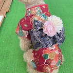 わんちゃんのお上品な振袖　花柄レッド×パープル桜柄帯