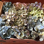 紫陽花ドライフラワーハンドメイド用